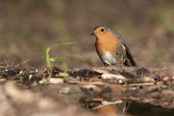 petirrojo en el suelo del bosque (Erithacus rubecula)