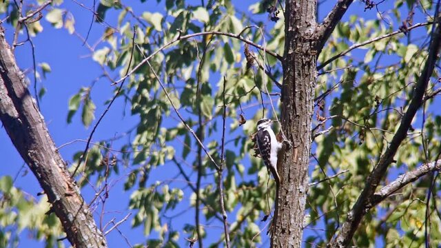 In bright midday sun, a female hairy woodpecker pecks at bark searching for food.