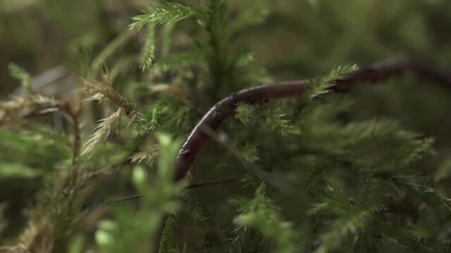 Close up on earthworm crawling between the moss and some organic compound