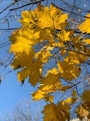 Naklejka na ściany i meble autumn maple leaves Russia