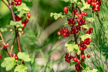 Currants on the bushes. Red ripening fruit in the rays of the sun. Healthy fruit ripening in the garden.