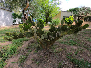 Obraz premium A bush of opuntia microdasys cactus in the park of the Argentine city of San Fernando del Valle de Catamarca
