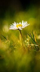 Daisy on a spring meadow - obrazy, fototapety, plakaty