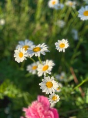 daisies in a field