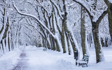 snow covered trees