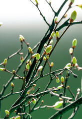 Young Spring green buds on the tree branches. Springtime seasonal macro close up