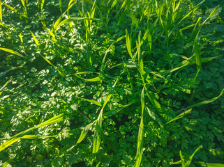 Spring green fresh grass. Natural environment.