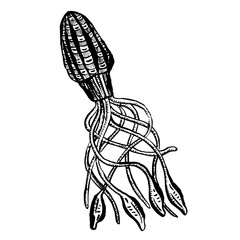 Line Art Cartoon Jellyfish Octopus Deep Sea Creatures Vector