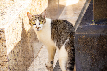 Gato de pé entre túmulos e olhando para trás. Gato abandonado em cemitério na cidade de...