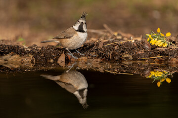herrerillo capuchino posado y reflejado en una charca