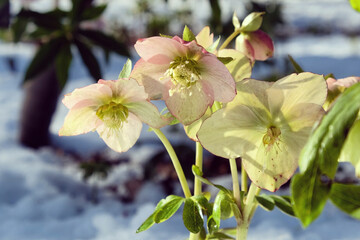 Pink and cream hellebores 'Lenten Rose' blooming through a snow covered ground
