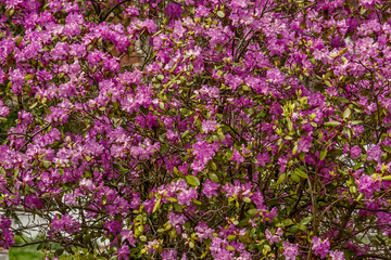 Obraz premium Azalea Rhododendron hippophaeoides with magenta blossoms in bright sunlight