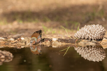 pinzón macho bebiendo en la charca del parque