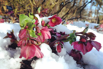 Dark pink hellebores 'Lenten Rose' blooming through a snow covered ground