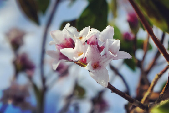 Tiny White And Pink Flowers Of A Daphne Shrub.