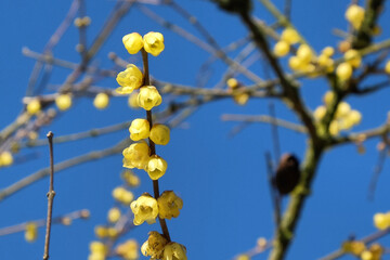 Sweet smelling flowers of Japanese wintersweet (Chimonanthus) tree