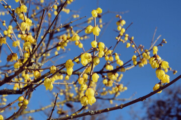 Sweet smelling flowers of Japanese wintersweet (Chimonanthus) tree