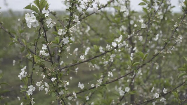Spring Apple tree flowers blossom. Spring flowering apple tree