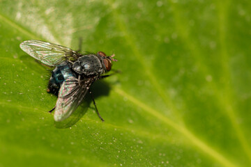 mosca común sobre una planta 