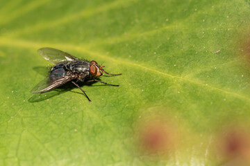 Obraz na płótnie Canvas mosca común sobre una planta 