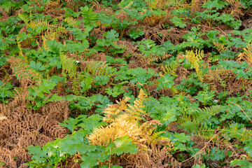 textura de helechos verdes y marrones