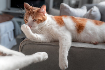 brown and white cat with yellow eyes lying on the sofa, licks its paw