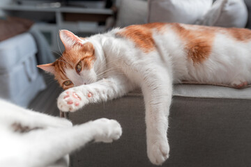 brown and white cat with yellow eyes lying comfortably on the sofa. close up