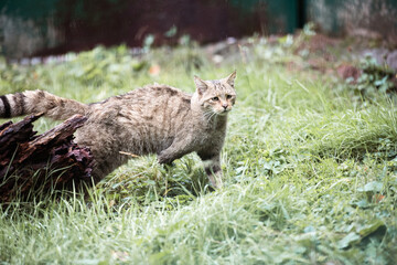 3 Beinige Wildkatze läuft über eine Wiese