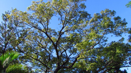 Obraz premium garden