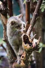 Wildkatze frisst totes Kücken auf einem Baum