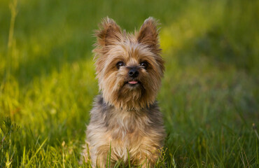 yorkshire terrier puppy