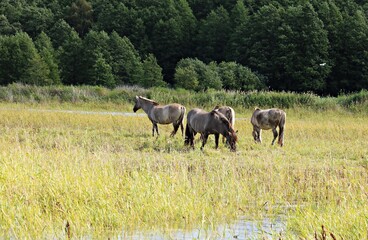 Horses grazing on spacious green meadows on a sunny summer day