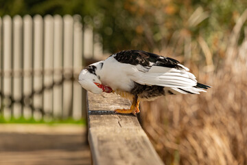 pato criollo en el parque 