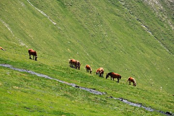 Fototapeta na wymiar Horses grazing on spacious green meadows on a sunny summer day