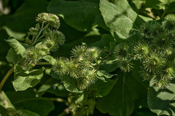 Close up of common burdock(actium minus) maturing burs on a sunny day with stalks