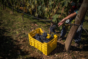 Details of the grape harvest
