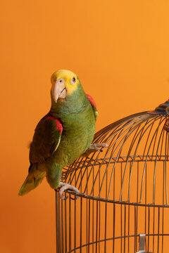 Hermoso Loro Cotorro verde sobre jaula 1