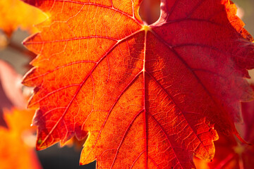 Autumn grapes with red leaves, the vine at sunset is reddish yellow