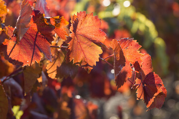 Autumn grapes with red leaves, the vine at sunset is reddish yellow
