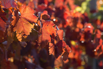 Autumn grapes with red leaves, the vine at sunset is reddish yellow