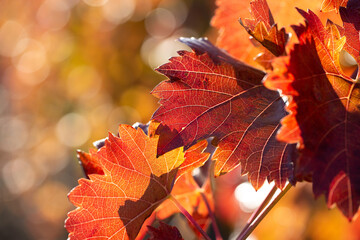 Autumn grapes with red leaves, the vine at sunset is reddish yellow