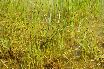 Reed in summer as natural background (macro photography) with copy space