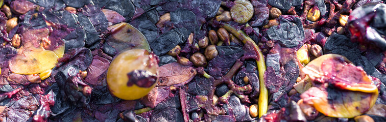 Winepress with red must and helical screw. Production of traditional Italian wines, crushing of grapes.