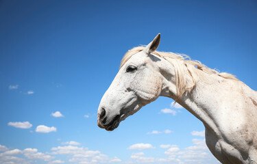 Fototapeta na wymiar Grey horse outdoors on sunny day, closeup. Beautiful pet