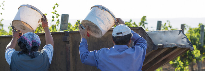 Workers pour blue grapes onto a trailer in a vineyard. Autumn harvesting.