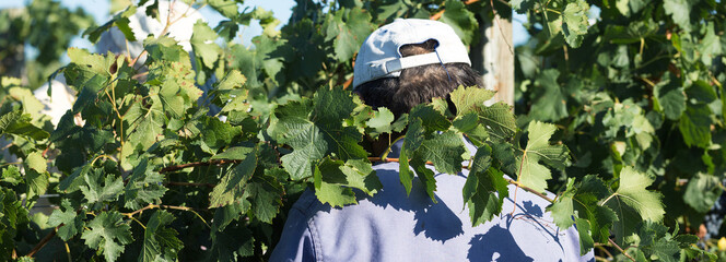 Farmers harvesting grapes from a vineyard. Autumn harvesting.