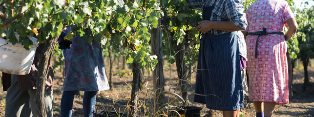 Farmers harvesting grapes from a vineyard. Autumn harvesting.
