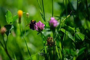 Obraz premium Bumblebee on a pink plantain flower.