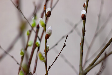 The buds of the willow tree, which bloomed by the beginning of spring. Easter,