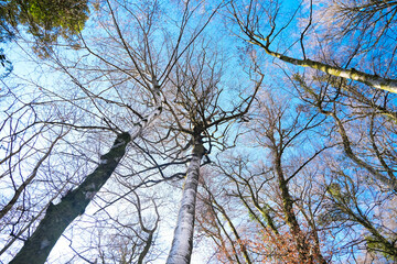 Bare birch trees with branches without leaves in the forest from bottom to top against a background of blue sky